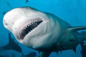 Zanimljive činjenice o sivom buku Zanimljive činjenice o sivom buku